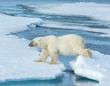 cop 21 réchauffement climatique